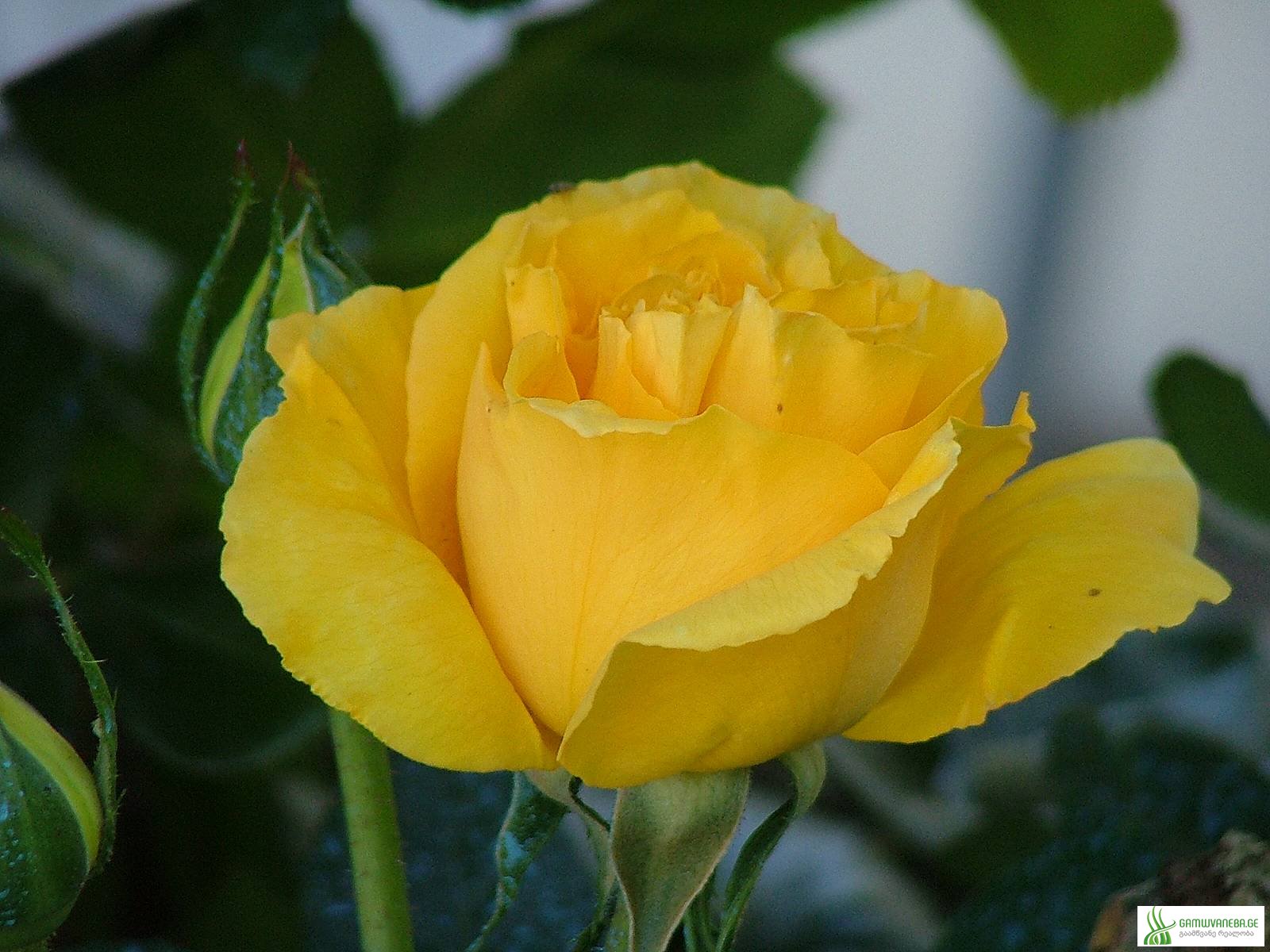 ყვითელი ვარდი (Yellow Rose)
