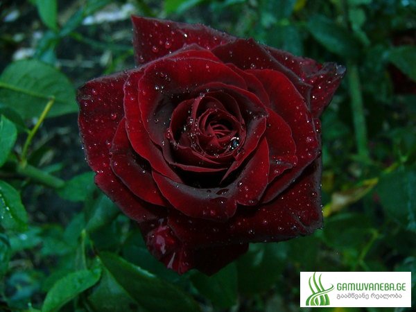 შავი ვარდი (Black Rose)