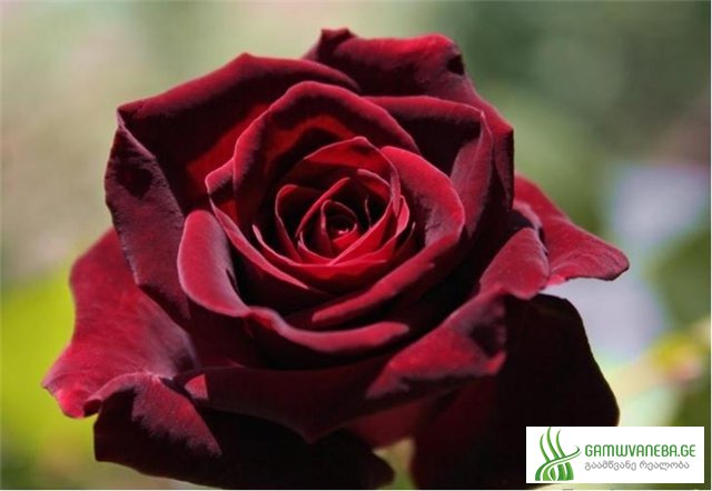 შავი ვარდი (Black Rose)