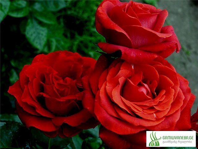 წითელი ვარდი (Red Rose)