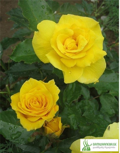 ყვითელი ვარდი (Yellow Rose)