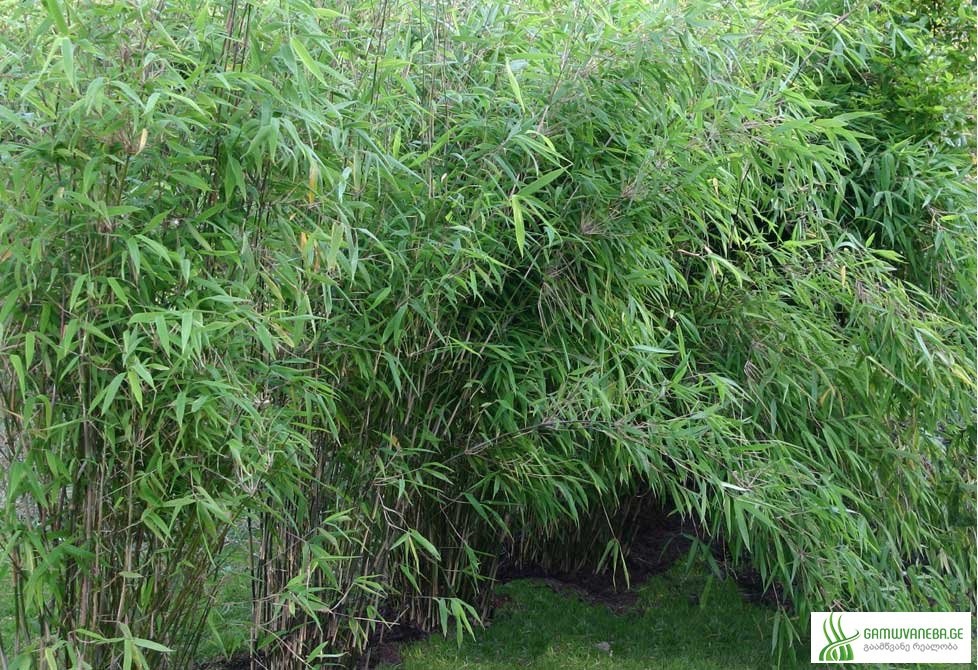 ბამბუკი (Bambuk)