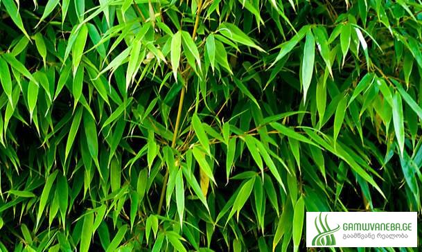 ბამბუკი (Bambuk)