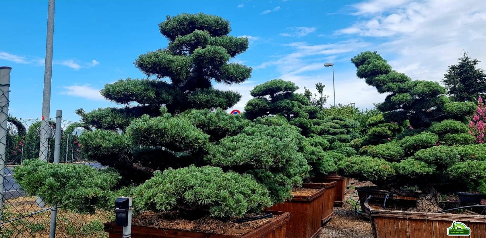 შავი ფიჭვი Juniperus kaizuka bonsai