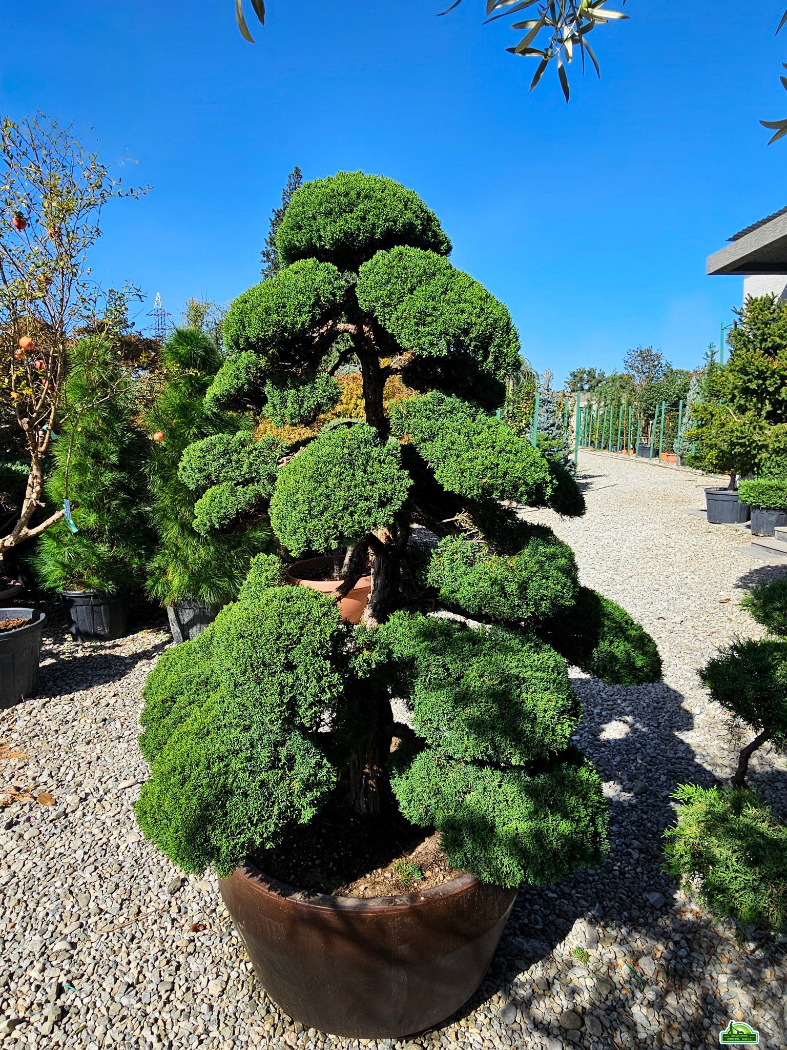 Juniperus Chinensis Itoigawa - ჩინური ღვია